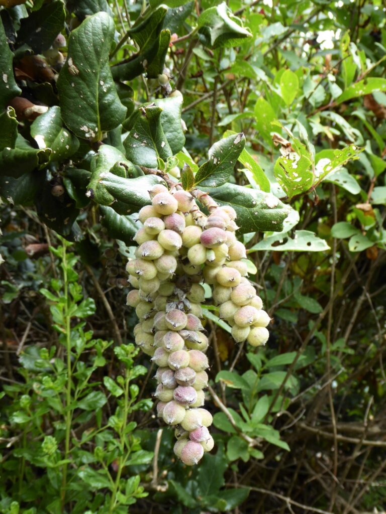 Garrya elliptica - coast silktassel