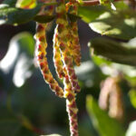 Garrya issaquahensis 'Pat Ballard' - silktassel