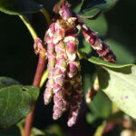 Garrya issaquahensis 'Pat Ballard' - silktassel