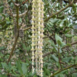 Garrya elliptica 'Evie' - coast silktassel