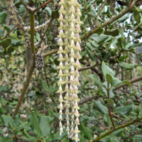 Garrya elliptica ‘Evie’
