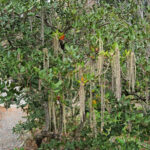 Garrya elliptica 'Evie' - coast silktassel
