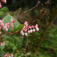 Gaultheria shallon