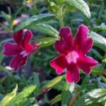 Diplacus (Mimulus) 'Grape' - monkeyflower