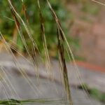 Stipa (Nassella) pulchra - purple needlegrass