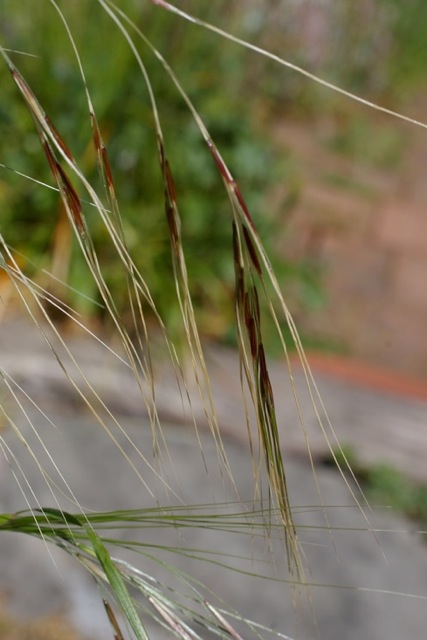 Stipa (Nassella) pulchra - purple needlegrass