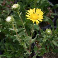 Grindelia hirsutula