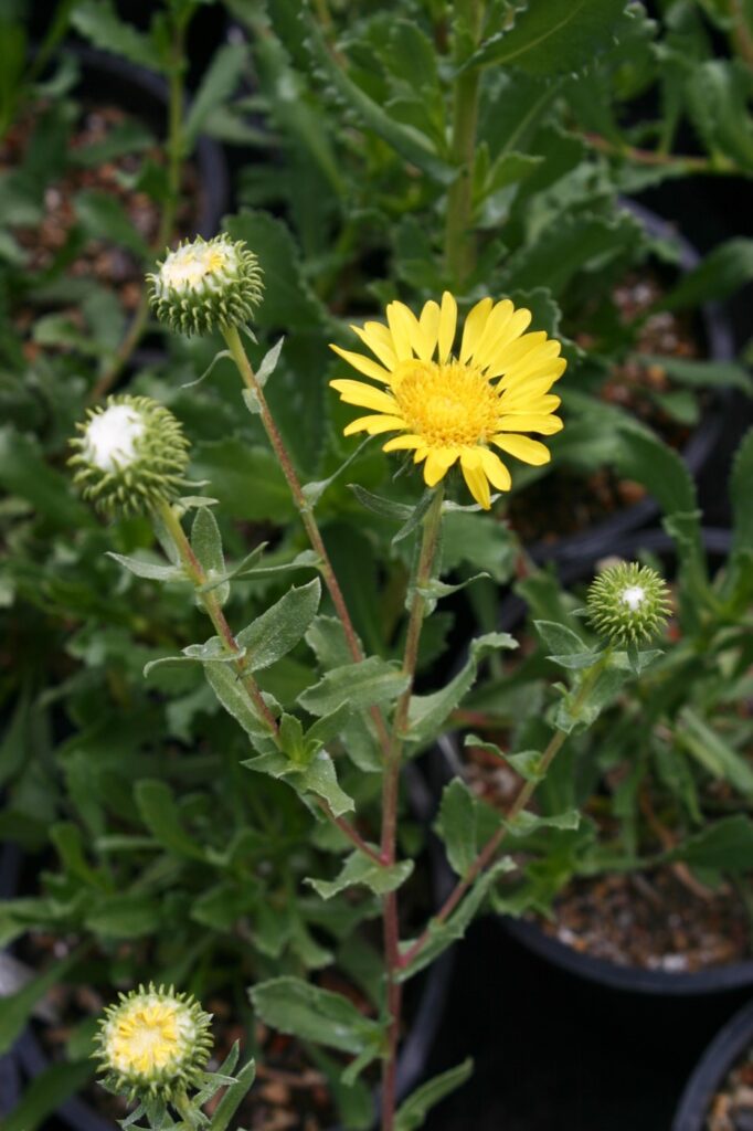 Grindelia hirsutula - hairy gum plant