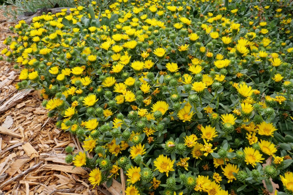 Grindelia stricta var. platyphylla 'Mendocino' - spreading gum plant