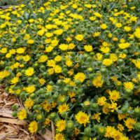 Grindelia stricta var. platyphylla ‘Mendocino’