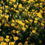 Grindelia stricta var. platyphylla 'Mendocino' - spreading gum plant