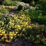 Grindelia stricta var. platyphylla 'Mendocino' - spreading gum plant