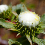 Grindelia stricta var. platyphylla 'Mendocino' - spreading gum plant