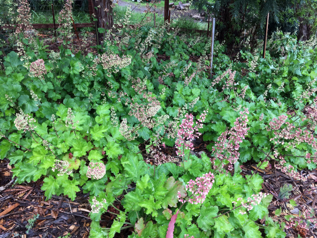 Heuchera maxima - Island alum root