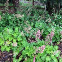 Heuchera maxima