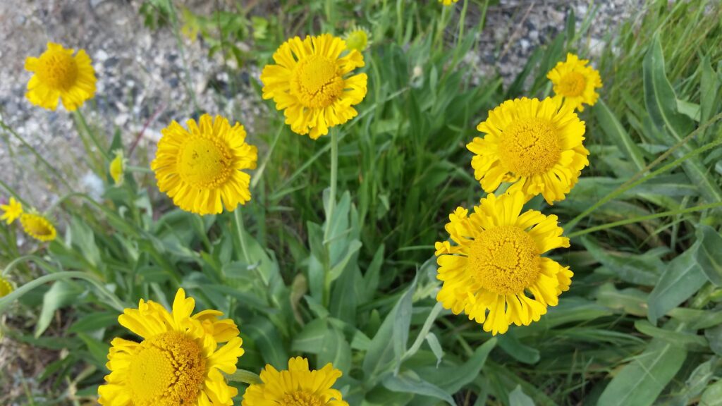 Helenium bigelovii - Bigelow's sneezeweed