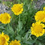 Helenium bigelovii - Bigelow's sneezeweed