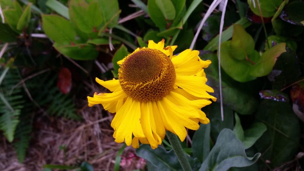 Helenium bolanderi - coastal sneezeweed