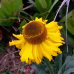 Helenium bolanderi - coastal sneezeweed