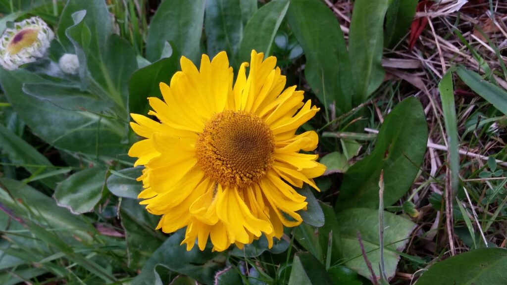 Helenium bolanderi - coastal sneezeweed