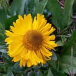 Helenium bolanderi - coastal sneezeweed