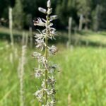 Hastingsia alba - white bog hastingsia