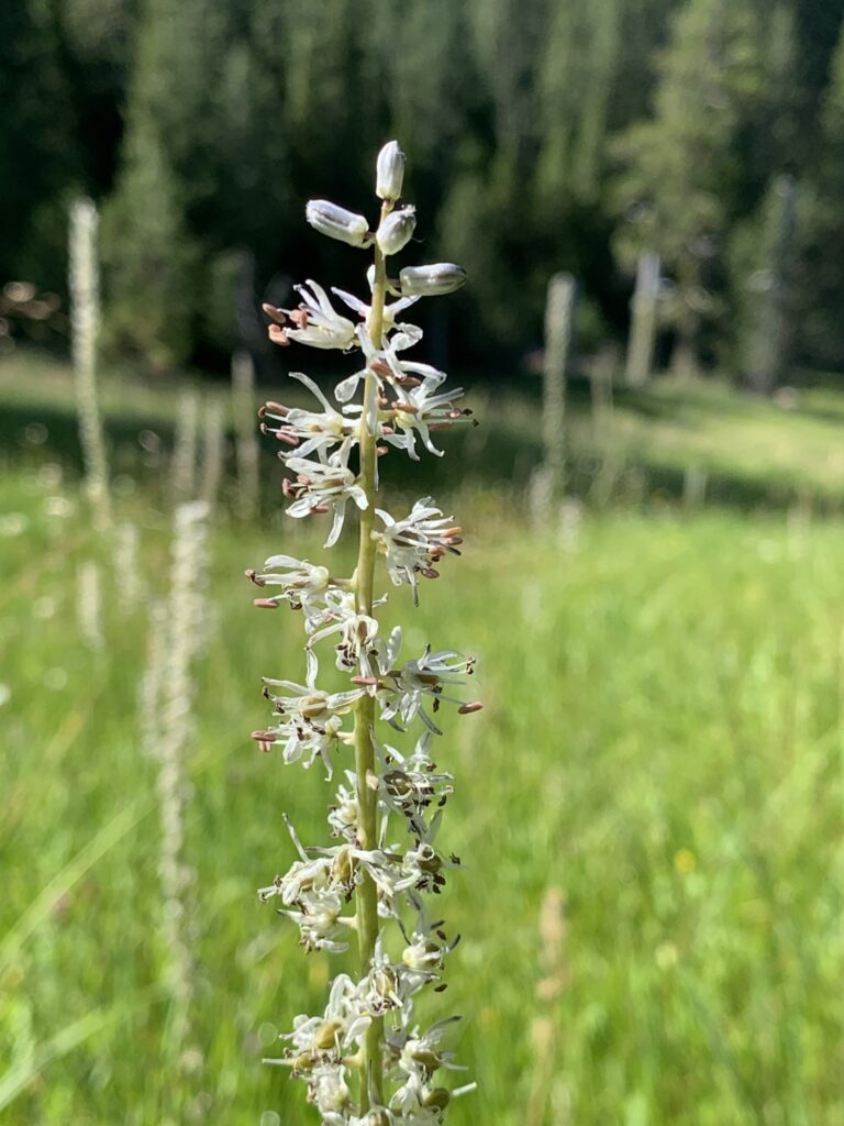 Hastingsia alba - white bog hastingsia