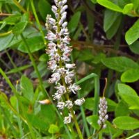 Hastingsia alba - white bog hastingsia