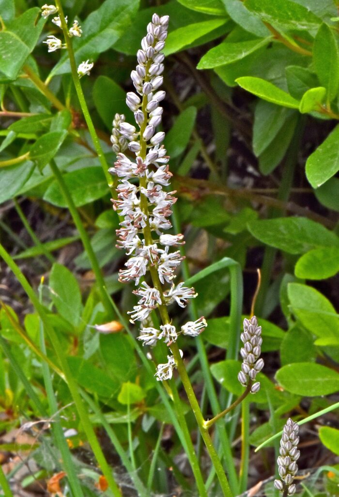 Hastingsia alba - white bog hastingsia