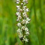 Hastingsia alba - white bog hastingsia