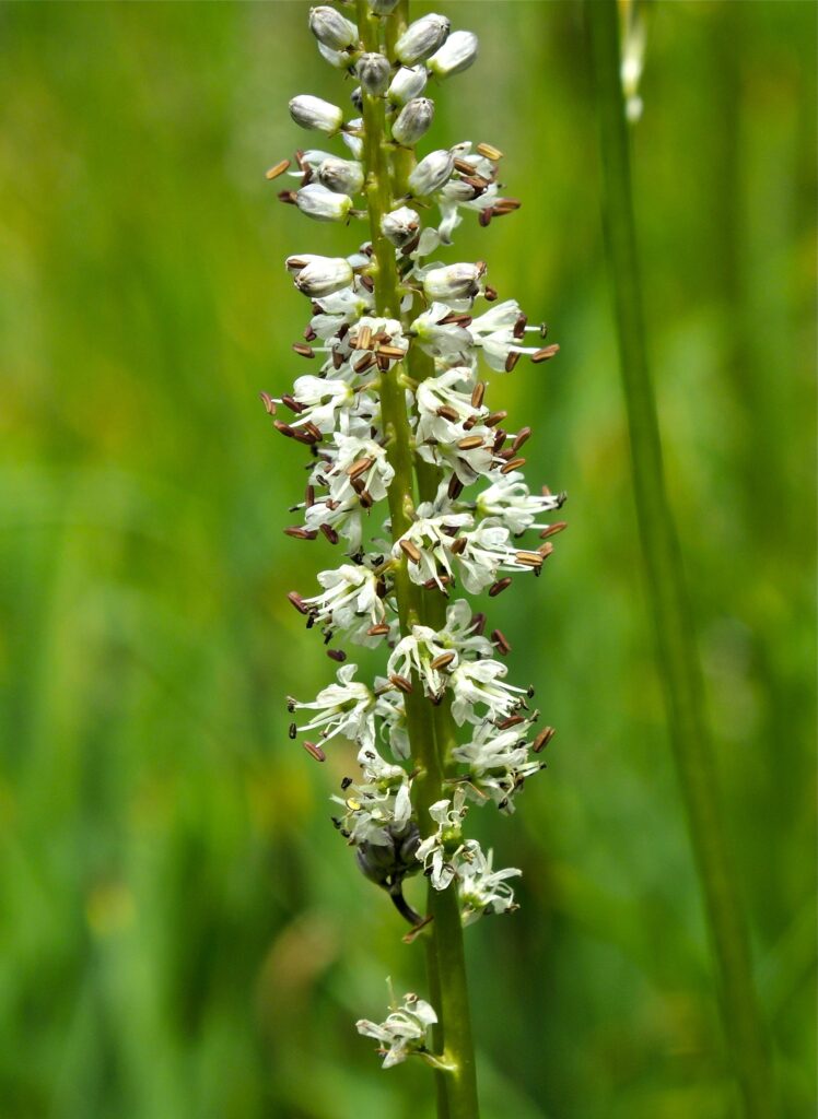 Hastingsia alba - white bog hastingsia