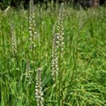 Hastingsia alba - white bog hastingsia