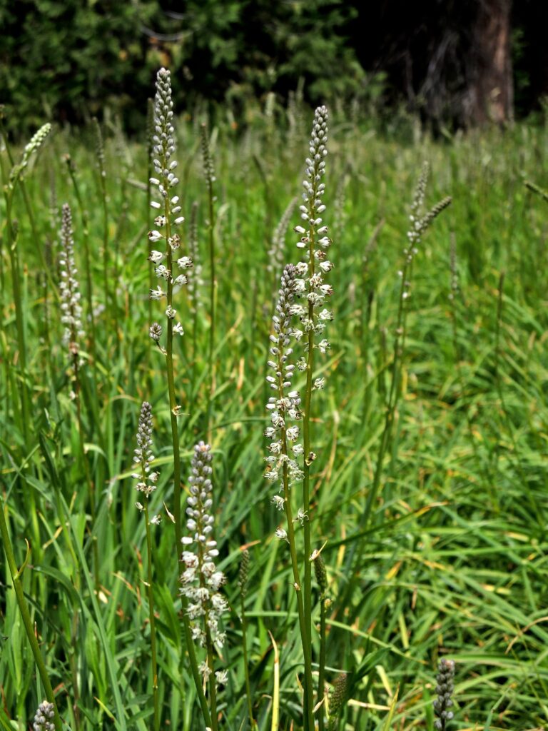 Hastingsia alba - white bog hastingsia