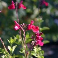 Salvia microphylla ‘Heatwave Blaze’