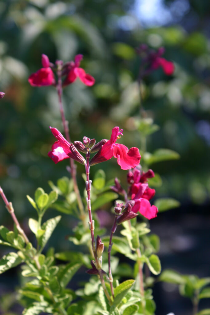 Salvia microphylla 'Heatwave Blaze' - sage