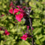 Salvia microphylla 'Heatwave Blaze' - sage