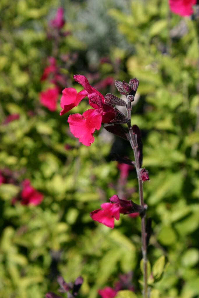Salvia microphylla 'Heatwave Blaze' - sage