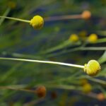 Helenium puberulum - rosilla