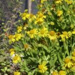 Helenium autumnale - autumn sneezeweed