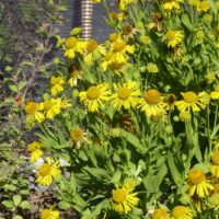 Helenium autumnale - autumn sneezeweed