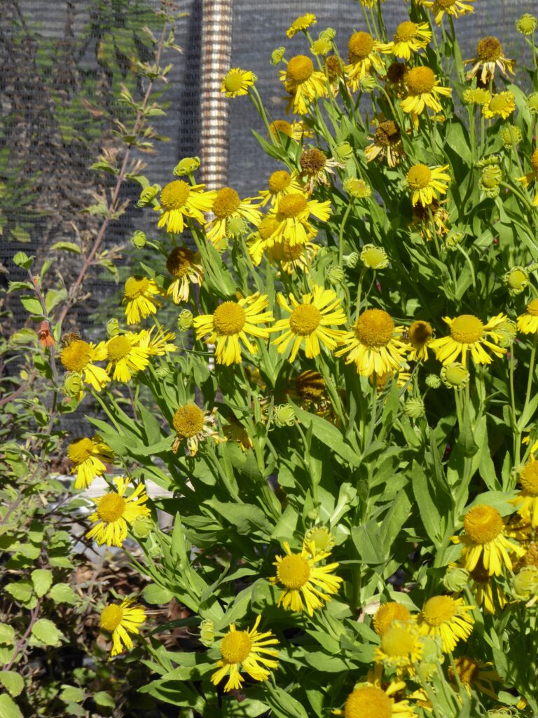 Helenium autumnale - autumn sneezeweed