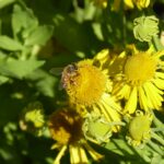 Helenium autumnale - autumn sneezeweed