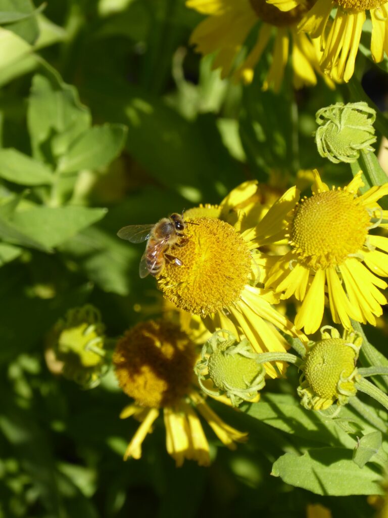 Helenium autumnale - autumn sneezeweed