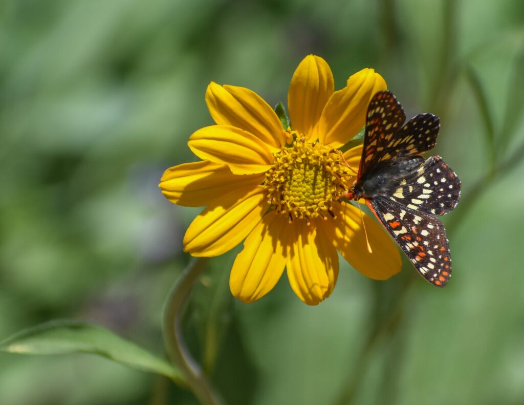 Helianthella californica - California helianthella