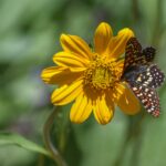 Helianthella californica - California helianthella