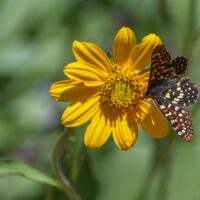 Helianthella californica - California helianthella