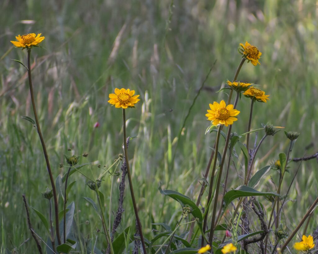 Helianthella californica - California helianthella