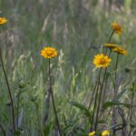 Helianthella californica - California helianthella