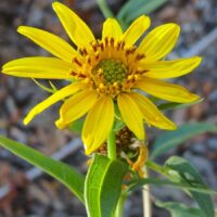 Helianthus californicus