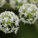 Heracleum maximum - cow parsnip